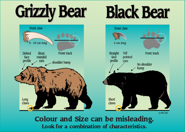 Know the Difference - Black Bear vs Grizzly Bears