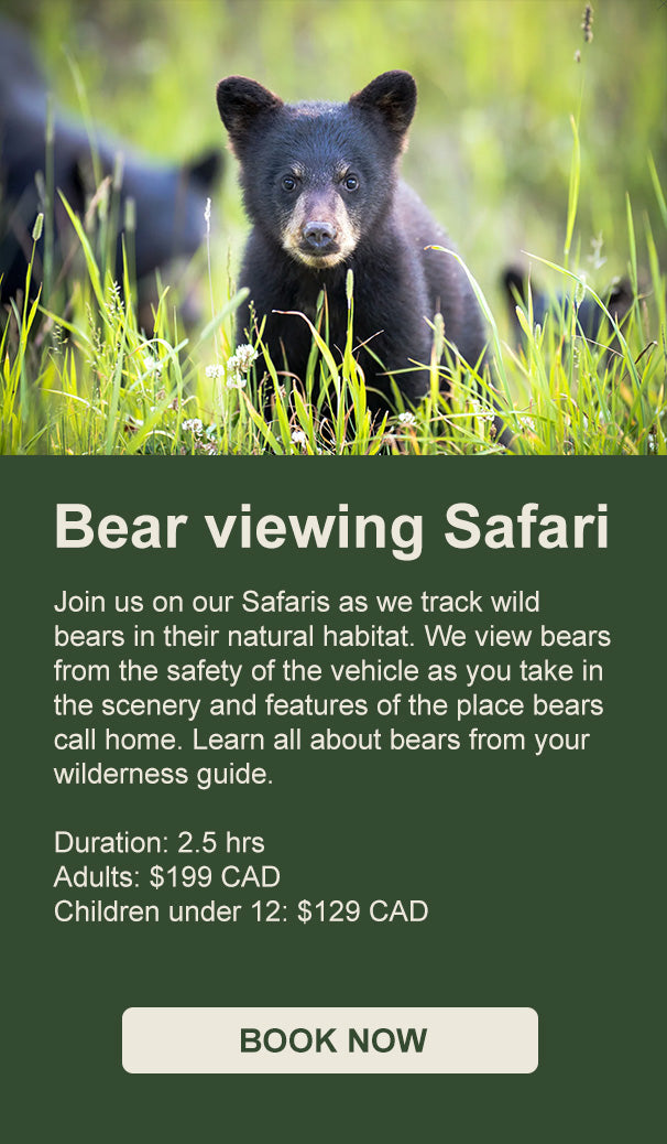 bear tours whistler tripadvisor