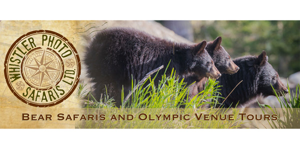 Whistler Photo Safaris Bear Tours